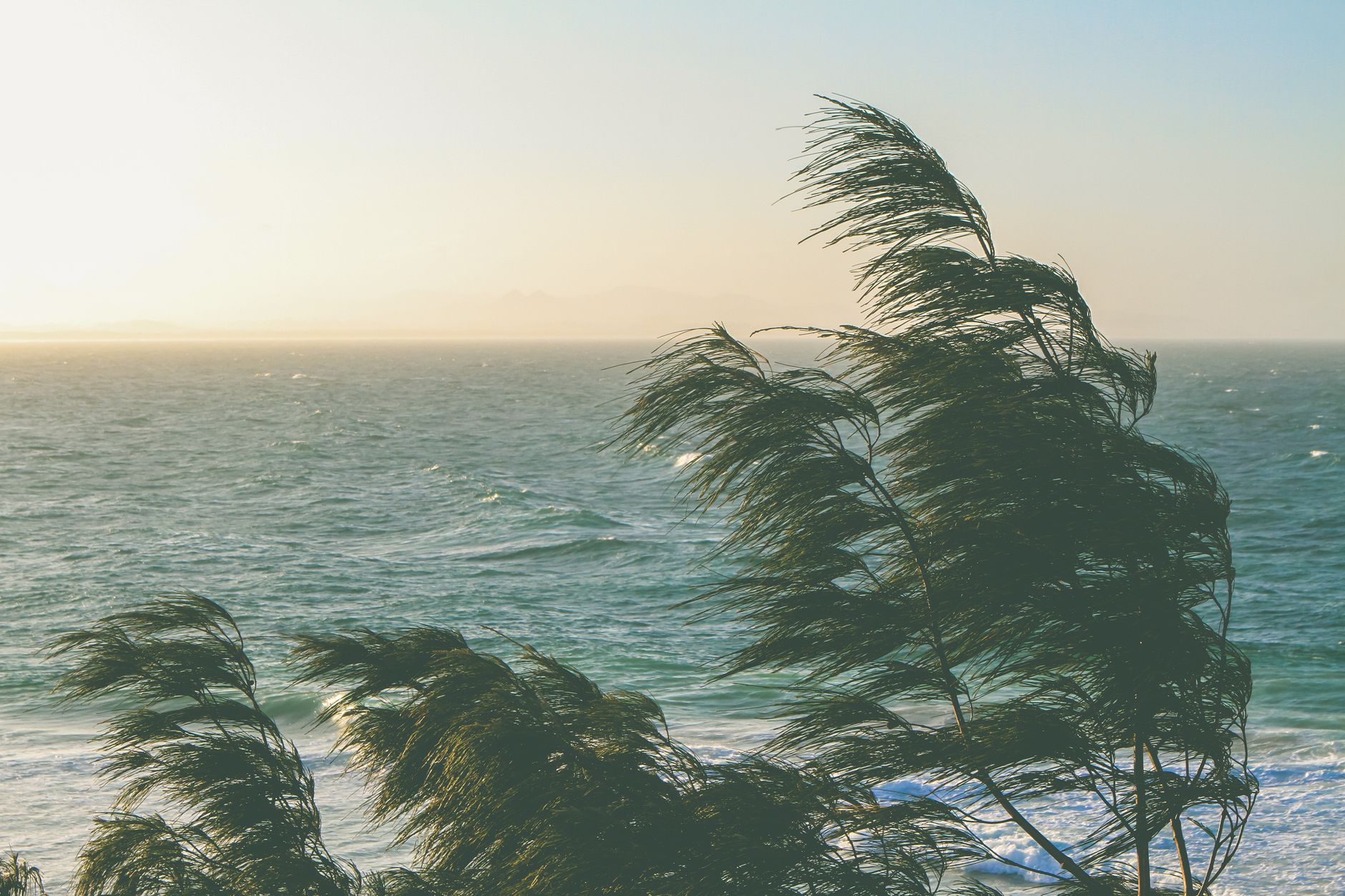 windy beach scene with ocean waves and trees